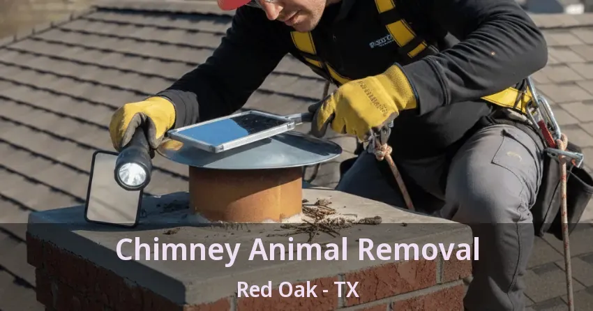 Chimney Animal Removal Red Oak - TX